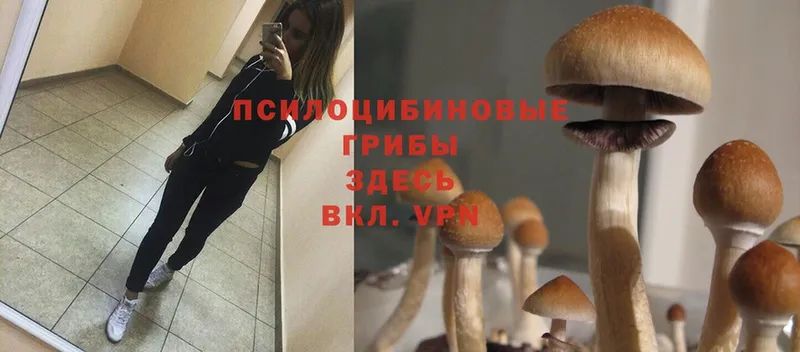 Псилоцибиновые грибы Psilocybe  Севастополь 